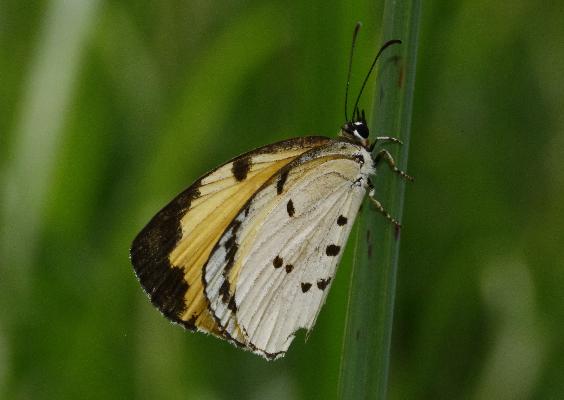 Liptena homeyeri straminea male UPS